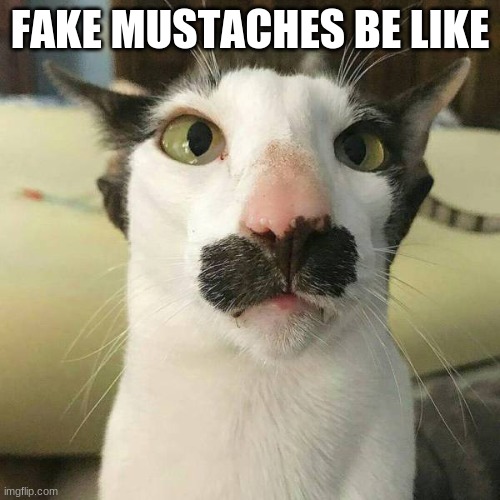 funny cat | FAKE MUSTACHES BE LIKE | image tagged in funny cat | made w/ Imgflip meme maker