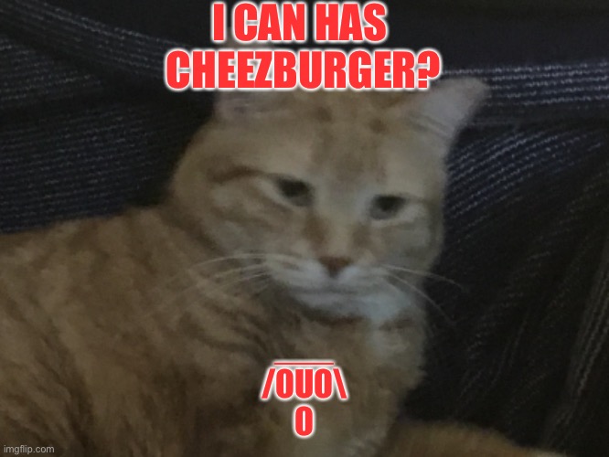 I remade the ancient classic meme! | I CAN HAS 
CHEEZBURGER? ___ 
/0U0\
0 | image tagged in cats,Memes_Of_The_Dank | made w/ Imgflip meme maker