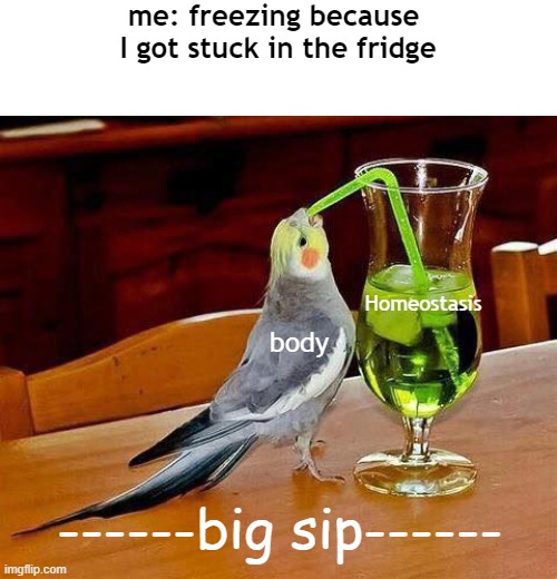 Big Sip | me: freezing because 
I got stuck in the fridge; Homeostasis; body; ------big sip------ | image tagged in big sip | made w/ Imgflip meme maker