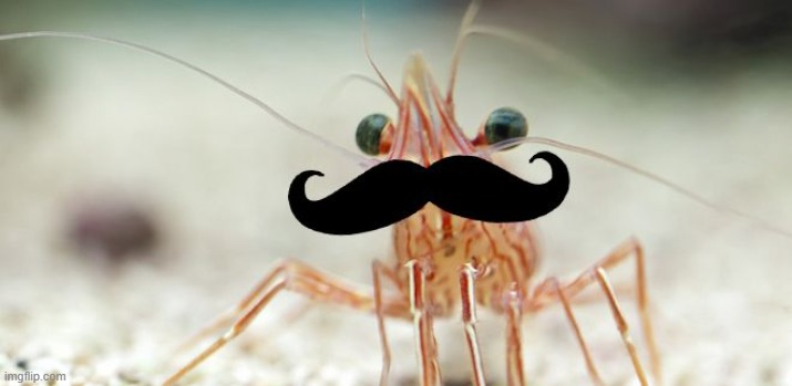 shrimpmoustache | image tagged in shrimpmoustache | made w/ Imgflip meme maker