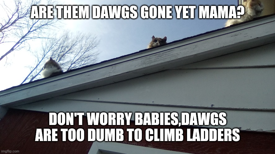 Patch,sas n mama | ARE THEM DAWGS GONE YET MAMA? DON'T WORRY BABIES,DAWGS ARE TOO DUMB TO CLIMB LADDERS | image tagged in patch sas n mama | made w/ Imgflip meme maker
