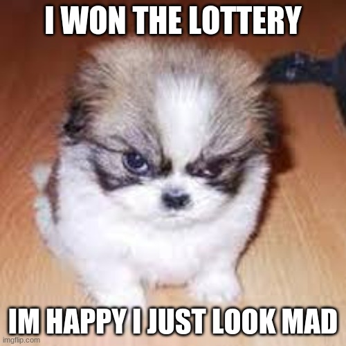 Im happy i just look mad | I WON THE LOTTERY; IM HAPPY I JUST LOOK MAD | image tagged in im happy i just look mad,dogs,funny,mad dog | made w/ Imgflip meme maker