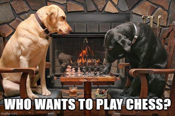 New stream for chess players! | WHO WANTS TO PLAY CHESS? | image tagged in dogs playing chess,board games,chess,latest stream,meme stream,meanwhile on imgflip | made w/ Imgflip meme maker