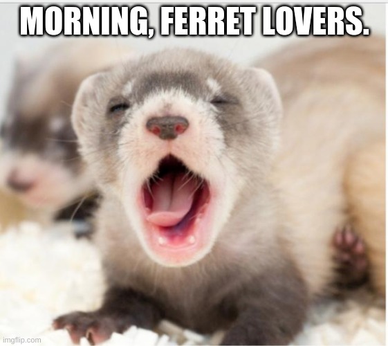 Ferret sleepy | MORNING, FERRET LOVERS. | image tagged in ferret sleepy | made w/ Imgflip meme maker