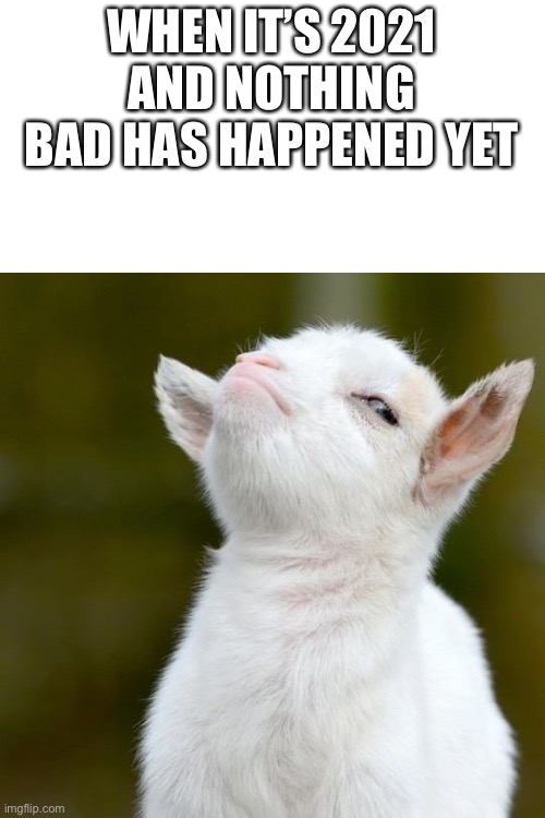 This is me right now | WHEN IT’S 2021 AND NOTHING BAD HAS HAPPENED YET | image tagged in suspicious lamb | made w/ Imgflip meme maker