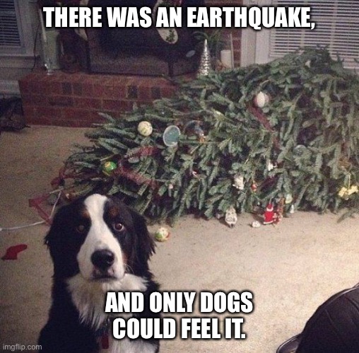 Dog Christmas Tree | THERE WAS AN EARTHQUAKE, AND ONLY DOGS COULD FEEL IT. | image tagged in dog christmas tree | made w/ Imgflip meme maker