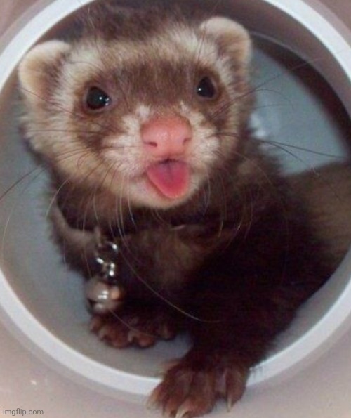 Ferret Sticking Its Tongue Out | image tagged in aww | made w/ Imgflip meme maker