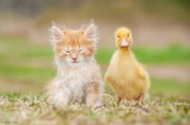cute duck and kitten | image tagged in cat,duck,cute,memes | made w/ Imgflip meme maker