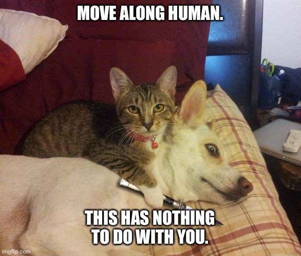 cat, dog & knife | MOVE ALONG HUMAN. THIS HAS NOTHING TO DO WITH YOU. | image tagged in cat dog knife | made w/ Imgflip meme maker