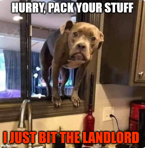 HURRY, PACK YOUR STUFF; I JUST BIT THE LANDLORD | image tagged in dog bit the landlord | made w/ Imgflip meme maker