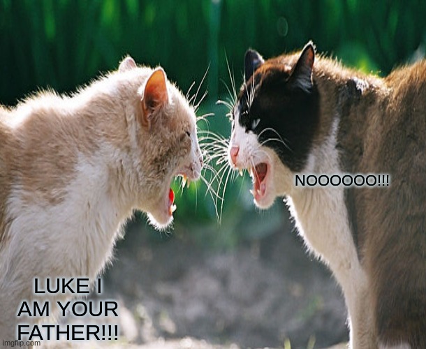 Luke I am your Father!! | NOOOOOO!!! LUKE I AM YOUR FATHER!!! | image tagged in funny cats,star wars,luke skywalker,darth vader | made w/ Imgflip meme maker