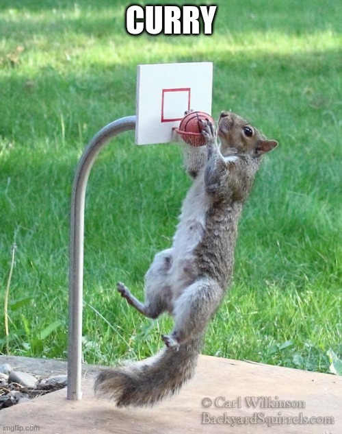 Squirrel basketball | CURRY | image tagged in squirrel basketball | made w/ Imgflip meme maker
