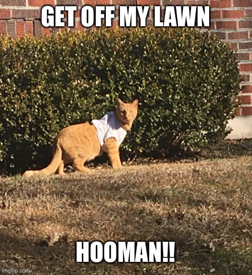 Cat Owner | GET OFF MY LAWN; HOOMAN!! | image tagged in funny memes | made w/ Imgflip meme maker