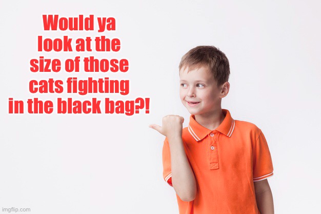 Would ya look at the size of those cats fighting in the black bag?! | made w/ Imgflip meme maker