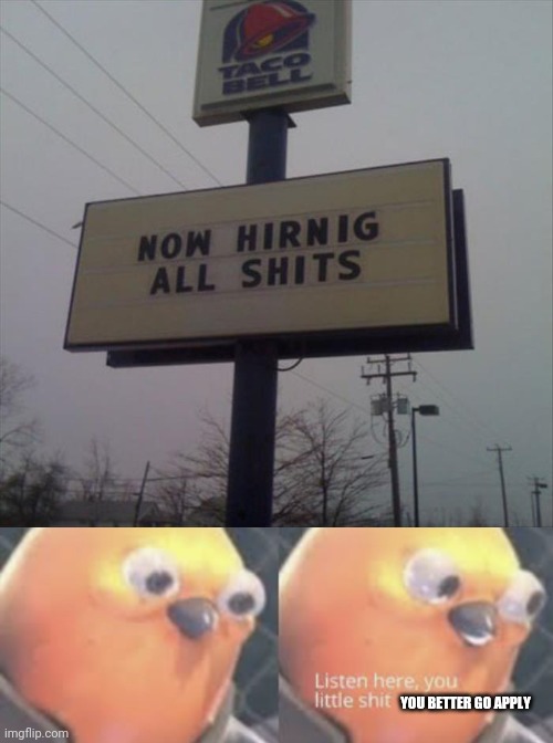 Would Scumbag Steve be a good candidate too? | YOU BETTER GO APPLY | image tagged in listen here you little shit bird,signs,fast food,food,jobs | made w/ Imgflip meme maker