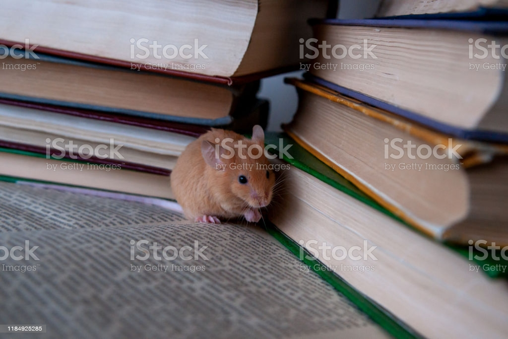 Mouse In A Library Blank Meme Template