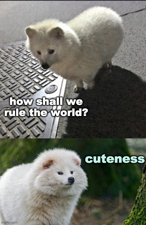 They're plotting, but I don't see what we can do about it | how shall we rule the world? cuteness | image tagged in tanuki fluff,cute,animals,plot | made w/ Imgflip meme maker
