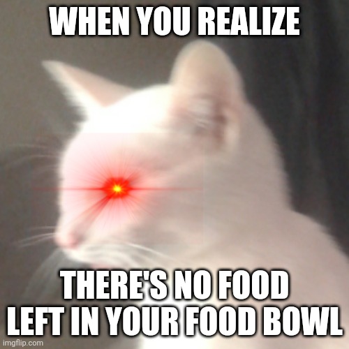 When You Realize Willow | WHEN YOU REALIZE; THERE'S NO FOOD LEFT IN YOUR FOOD BOWL | image tagged in cats,cate,whitecate | made w/ Imgflip meme maker