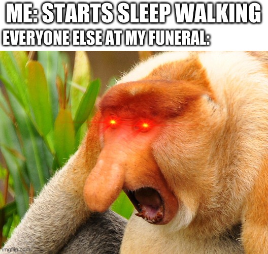 Janusz monkey screaming | ME: STARTS SLEEP WALKING; EVERYONE ELSE AT MY FUNERAL: | image tagged in janusz monkey screaming | made w/ Imgflip meme maker