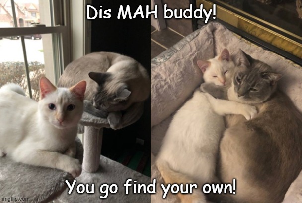 My buddy | Dis MAH buddy! You go find your own! | image tagged in cats | made w/ Imgflip meme maker