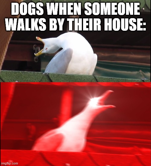Dogs when someone walks by their house... | DOGS WHEN SOMEONE WALKS BY THEIR HOUSE: | image tagged in screaming bird | made w/ Imgflip meme maker