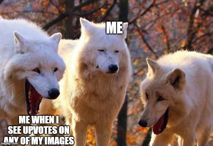 Laughing wolf | ME ME WHEN I SEE UPVOTES ON ANY OF MY IMAGES | image tagged in laughing wolf | made w/ Imgflip meme maker