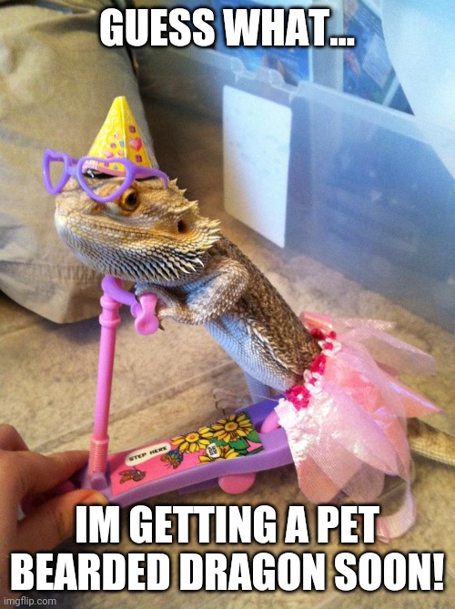 Hi im new here | GUESS WHAT... IM GETTING A PET BEARDED DRAGON SOON! | image tagged in bearded dragon birthday | made w/ Imgflip meme maker