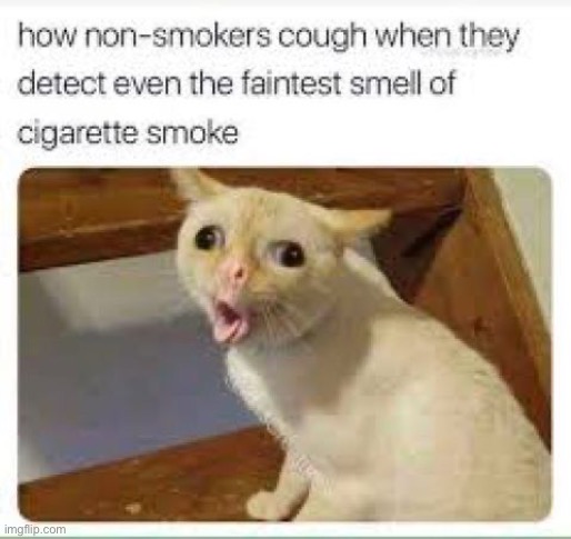 And it happens with fire smoke too. | image tagged in cat | made w/ Imgflip meme maker