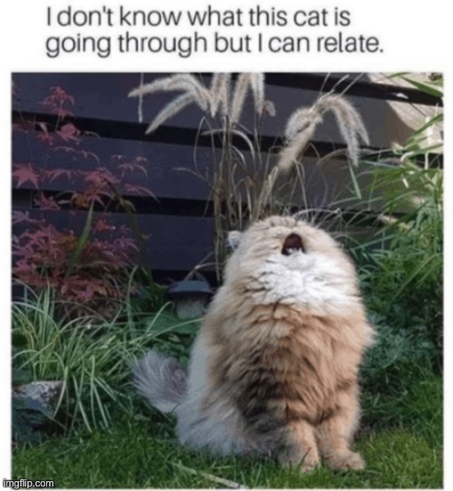Exactly | image tagged in cat yelling | made w/ Imgflip meme maker