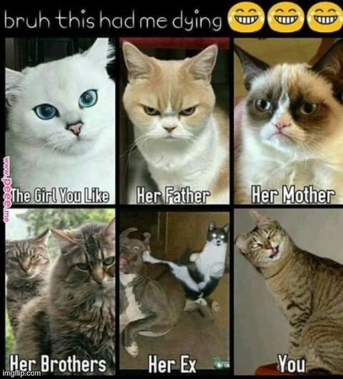 A redit meme | image tagged in cats | made w/ Imgflip meme maker