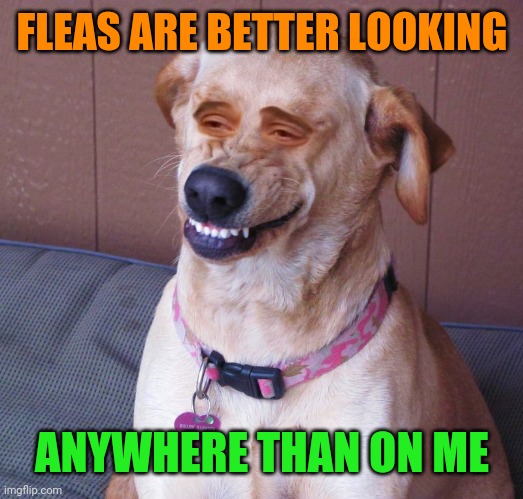 Dog smile | FLEAS ARE BETTER LOOKING ANYWHERE THAN ON ME | image tagged in dog smile | made w/ Imgflip meme maker