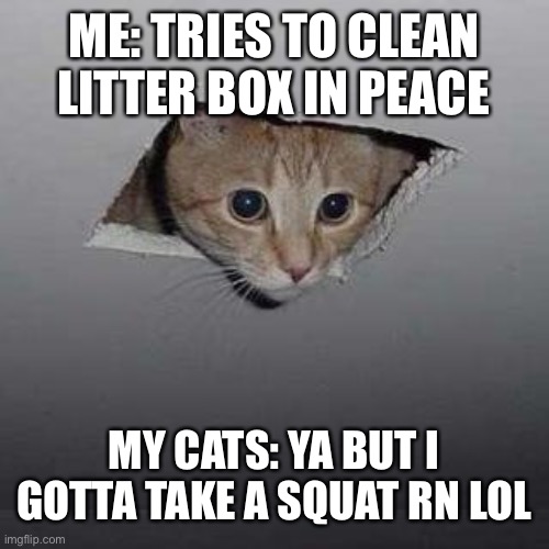 Ceiling Cat Meme | ME: TRIES TO CLEAN LITTER BOX IN PEACE; MY CATS: YA BUT I GOTTA TAKE A SQUAT RN LOL | image tagged in memes,ceiling cat,cats,oh wow are you actually reading these tags | made w/ Imgflip meme maker