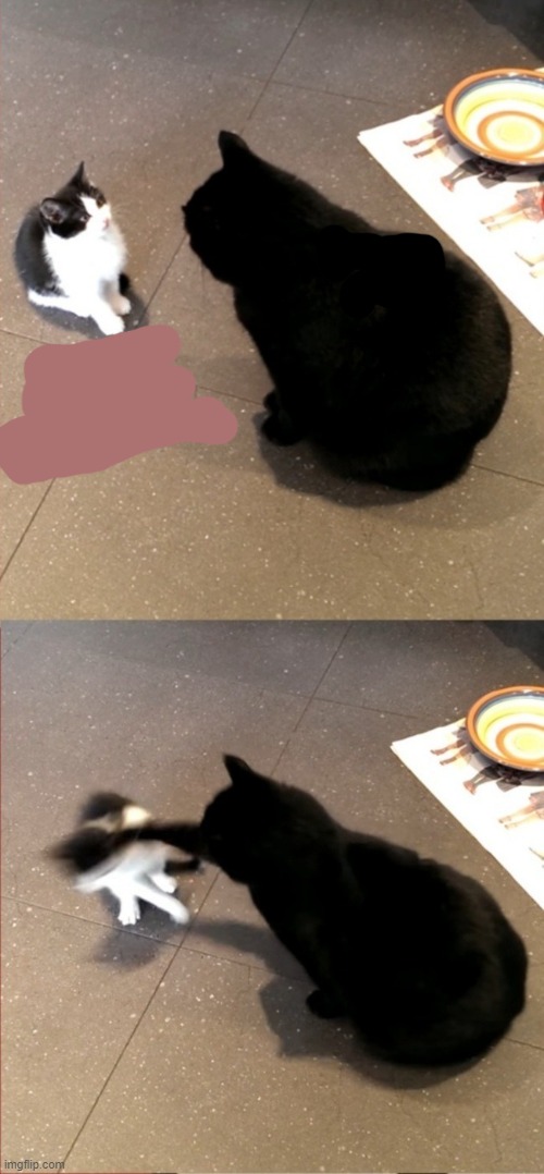 image tagged in cats | made w/ Imgflip meme maker