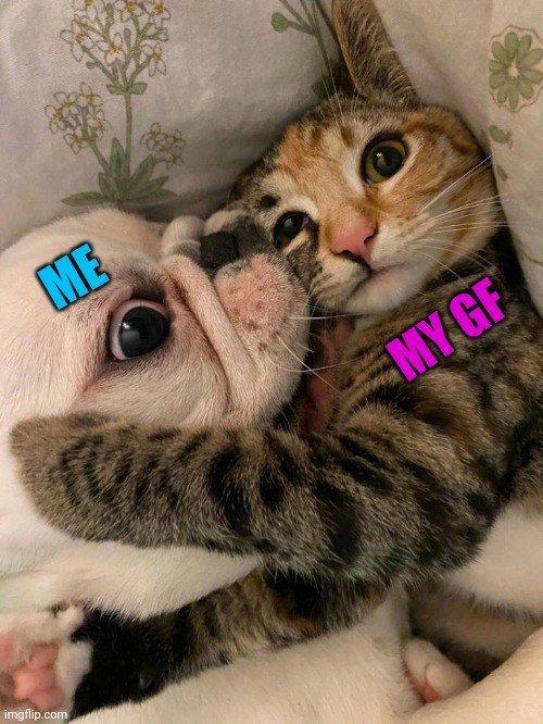 She's patient | MY GF; ME | image tagged in dogs,cats,memes | made w/ Imgflip meme maker