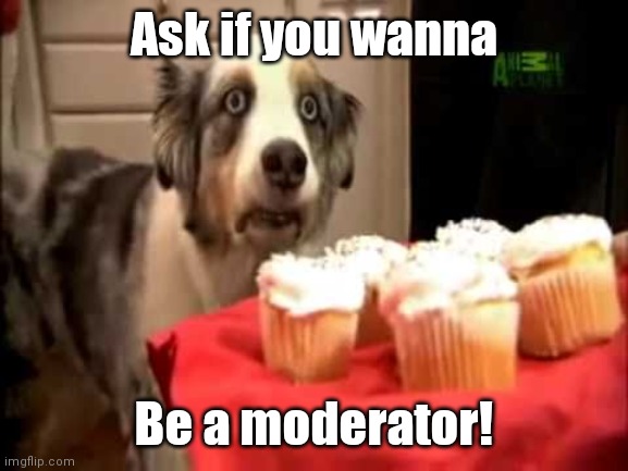 :) | Ask if you wanna; Be a moderator! | image tagged in muffin dog ptsd | made w/ Imgflip meme maker