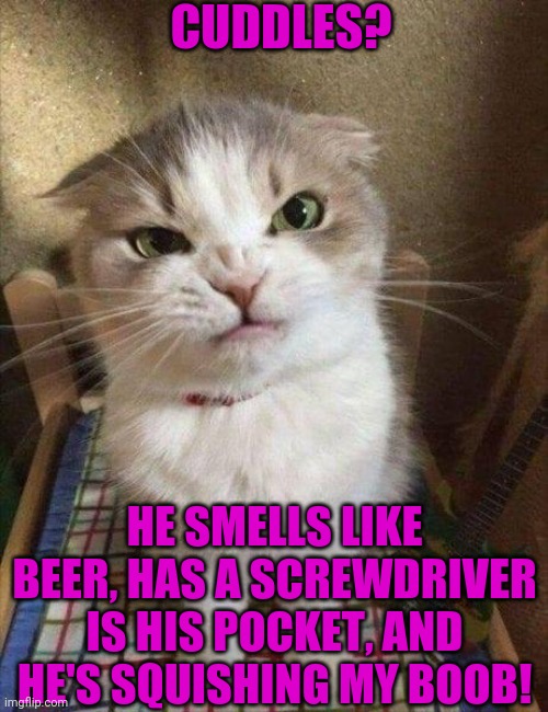 Angry cat | CUDDLES? HE SMELLS LIKE BEER, HAS A SCREWDRIVER IS HIS POCKET, AND HE'S SQUISHING MY BOOB! | image tagged in angry cat | made w/ Imgflip meme maker