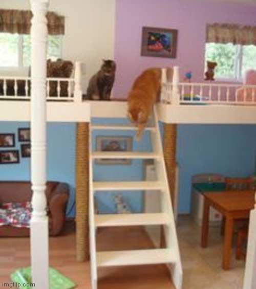 Here is EverythingWasNotTaken's cat's new playroom. Here are some friends | image tagged in cats | made w/ Imgflip meme maker