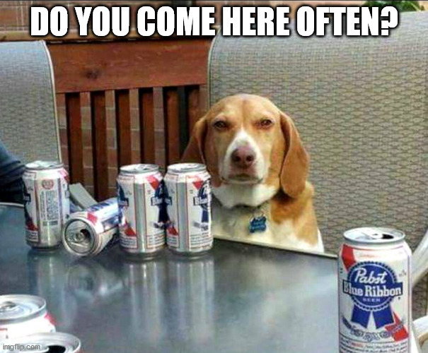 beer dog | DO YOU COME HERE OFTEN? | image tagged in beer dog | made w/ Imgflip meme maker