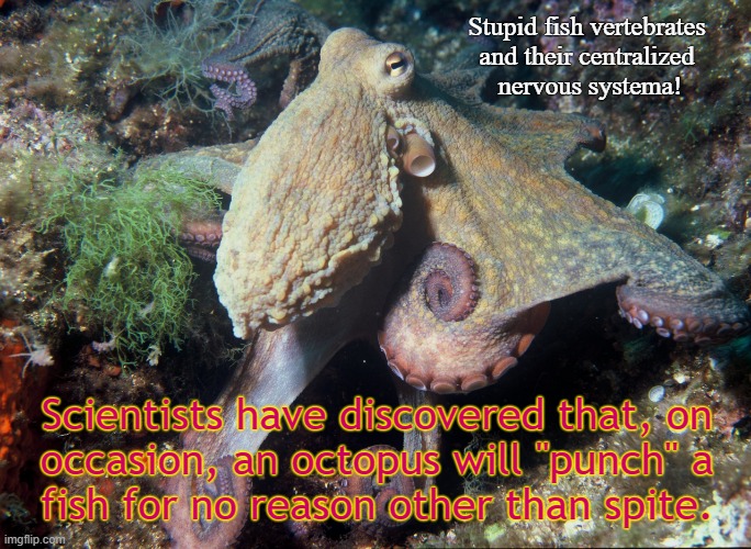 octopus | Stupid fish vertebrates 
and their centralized 
nervous systema! Scientists have discovered that, on
occasion, an octopus will "punch" a
fish for no reason other than spite. | image tagged in attitude,punch,fish | made w/ Imgflip meme maker