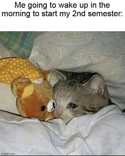 Crying cat in bed | Me going to wake up in the morning to start my 2nd semester: | image tagged in crying cat in bed | made w/ Imgflip meme maker