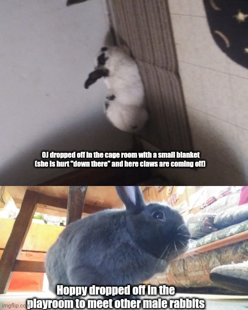 Dropped off | OJ dropped off in the cage room with a small blanket (she is hurt "down there" and here claws are coming off); Hoppy dropped off in the playroom to meet other male rabbits | image tagged in bunnies,rabbits | made w/ Imgflip meme maker