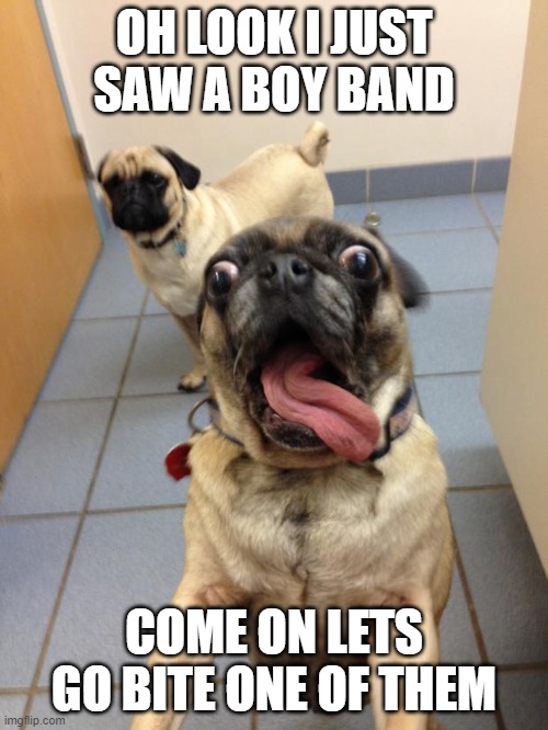 pug love | OH LOOK I JUST SAW A BOY BAND; COME ON LETS GO BITE ONE OF THEM | image tagged in pug love | made w/ Imgflip meme maker