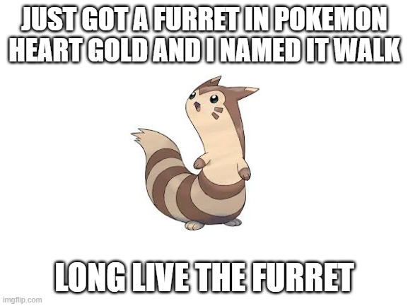 long live furret |  JUST GOT A FURRET IN POKEMON HEART GOLD AND I NAMED IT WALK; LONG LIVE THE FURRET | image tagged in blank white template | made w/ Imgflip meme maker