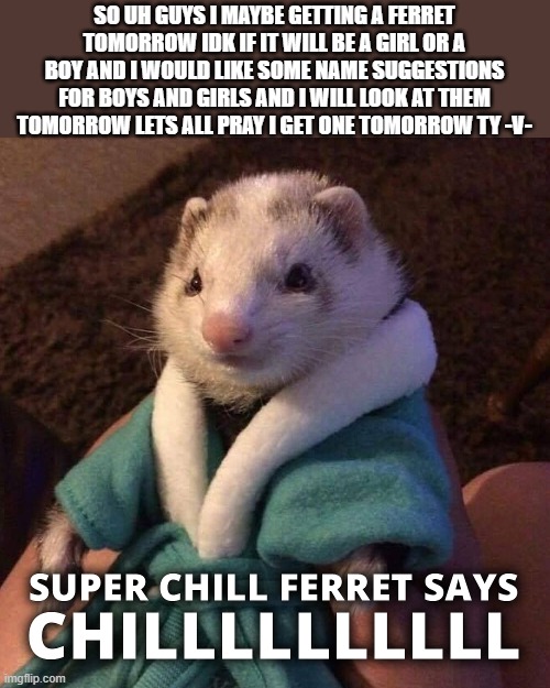 bye bye hopefully i get one screeeeeeeeeeeeeeeeeeeeeeeeeeeeeeeeeee | SO UH GUYS I MAYBE GETTING A FERRET TOMORROW IDK IF IT WILL BE A GIRL OR A BOY AND I WOULD LIKE SOME NAME SUGGESTIONS FOR BOYS AND GIRLS AND I WILL LOOK AT THEM TOMORROW LETS ALL PRAY I GET ONE TOMORROW TY -V- | image tagged in kenneth says chilllllll | made w/ Imgflip meme maker