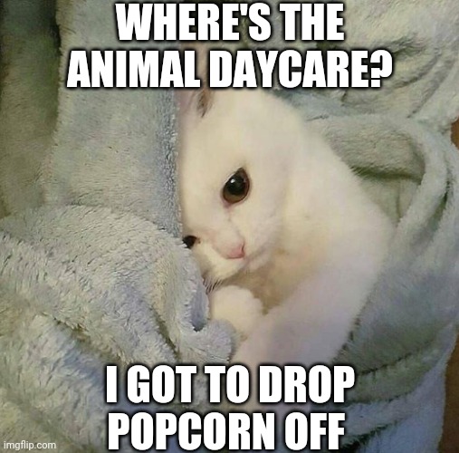 Popcorn Is Just A Kitten | WHERE'S THE ANIMAL DAYCARE? I GOT TO DROP POPCORN OFF | image tagged in popcorn laceyrobbins1's cat | made w/ Imgflip meme maker