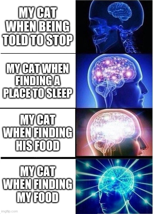 Expanding Brain | MY CAT WHEN BEING TOLD TO STOP; MY CAT WHEN FINDING A PLACE TO SLEEP; MY CAT WHEN FINDING HIS FOOD; MY CAT WHEN FINDING MY FOOD | image tagged in memes,expanding brain | made w/ Imgflip meme maker