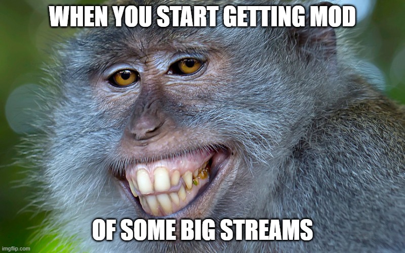funny animals | WHEN YOU START GETTING MOD; OF SOME BIG STREAMS | image tagged in funny animals | made w/ Imgflip meme maker