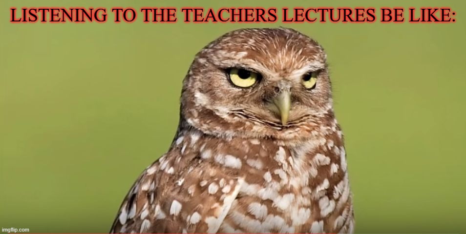 Death Stare Owl | LISTENING TO THE TEACHERS LECTURES BE LIKE: | image tagged in death stare owl | made w/ Imgflip meme maker