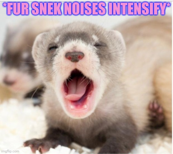 Fur snek | *FUR SNEK NOISES INTENSIFY* | image tagged in ferret sleepy,ferret,furry,snek,cute animals | made w/ Imgflip meme maker