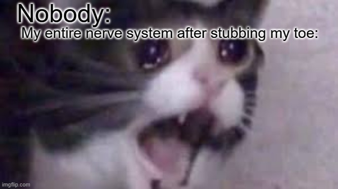 Nobody:; My entire nerve system after stubbing my toe: | image tagged in lolcats,rip | made w/ Imgflip meme maker